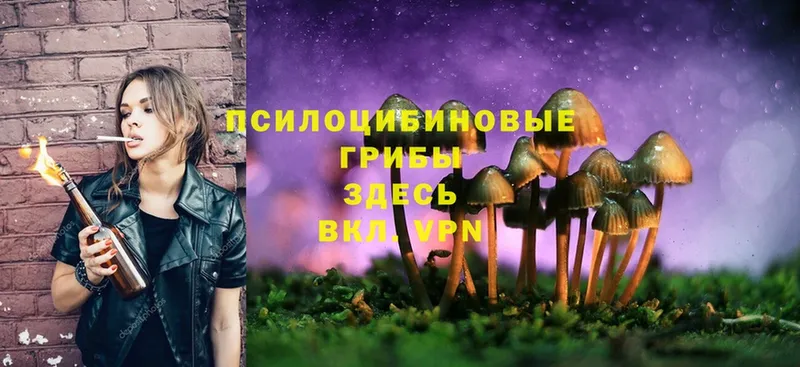 Псилоцибиновые грибы Psilocybe  даркнет телеграм  Голицыно 